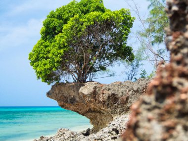 Alçak açı, alçak gelgit sırasında kaya ve okyanustaki mangrov ağacını gösteriyor. Zanzibar, Hapishane Adası.