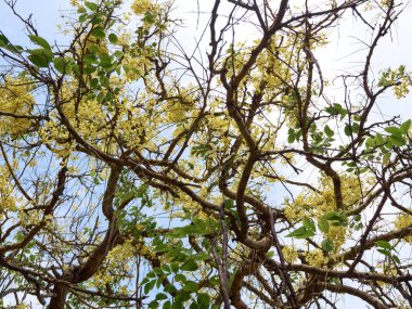 Gün boyunca commiphora leptophloeos ağacına bak.