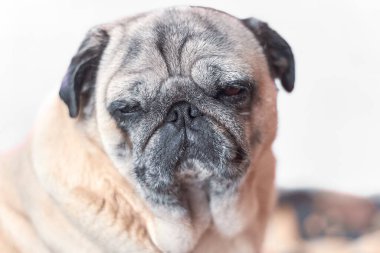 Tatlı köpek, gün boyunca oturma pozunda uyumaya çalış..