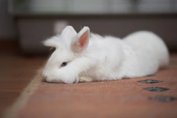 Lion head rabbit laying down on the carpet indoor. — Stock Photo, Image