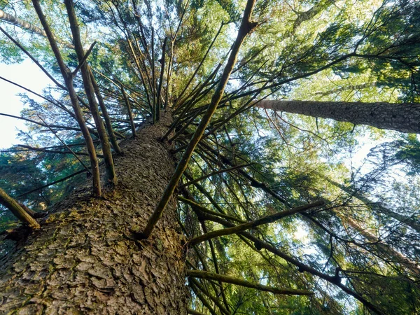 Gün boyunca çam ağacına yakın alçak açı mavi parlak gökyüzüne karşı. Yaz zamanı. Seçici odak.