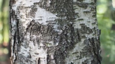 Güneşli bir günde tek bir huş gövdesine dikey panoramik manzara. Yaz zamanı..