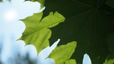 Yazın mavi gökyüzüne ve güneşe karşı rüzgarda yaprakları sallayan akçaağaca yakından bakın. Gün zamanı.