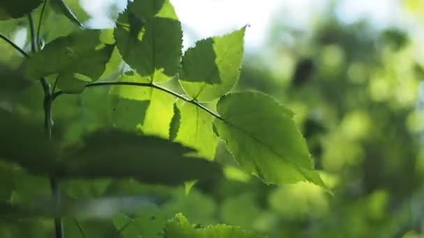 Vista a la planta sacudiendo las hojas en el viento contra el cielo azul y el sol durante el verano. Hora del día. — Vídeos de Stock