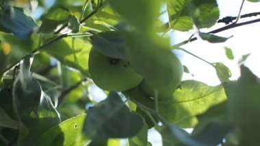 Elma ağacındaki elmaya ve güneşe karşı bulutlu mavi gökyüzüne bakın. Yaz zamanı..