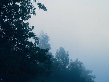 Sabah sisinde ağaçlar. Sisli orman. Boşluğu kopyala.