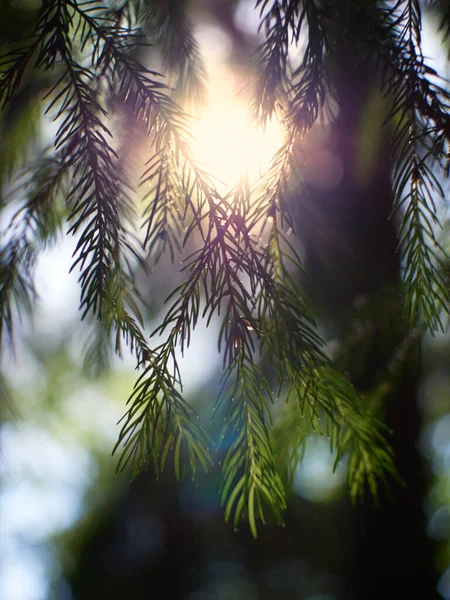 Yaz arkaplanı, kozalaklı dallar ve akşam güneşiyle bulanık. Gün batımı zamanı. Kopyalama alanı olan kartpostal. 