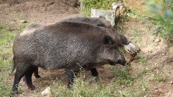Ein großes Wildschwein in einer natürlichen Umgebung frisst tagsüber Baumrinde. Lettland, Ligatne — Stockvideo
