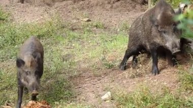 Doğal ortamda büyük bir yaban domuzu o gün vücudunu ölü ağaca karşı kaşındırıyor. Letonya, Ligatne