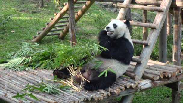 široký záběr na legrační pandu jíst bambus