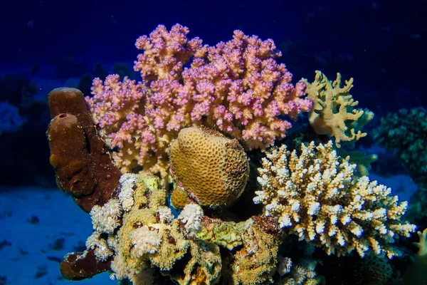 Peixes e corais coloridos no recife em mar vermelho — Fotografia de Stock