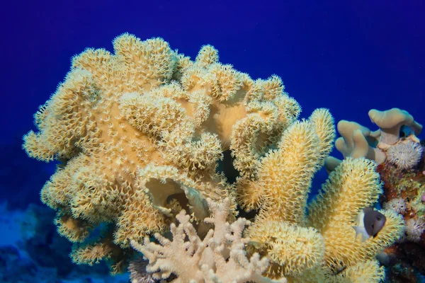 Coloridos peces y corales en el arrecife en el mar rojo — Foto de Stock