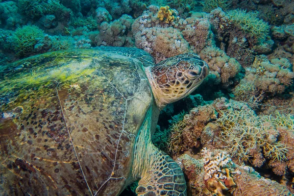 赤い海で巨大な亀 — ストック写真