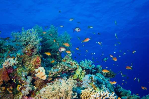 Kleurrijke vissen en koralen op Reef in de rode zee — Stockfoto