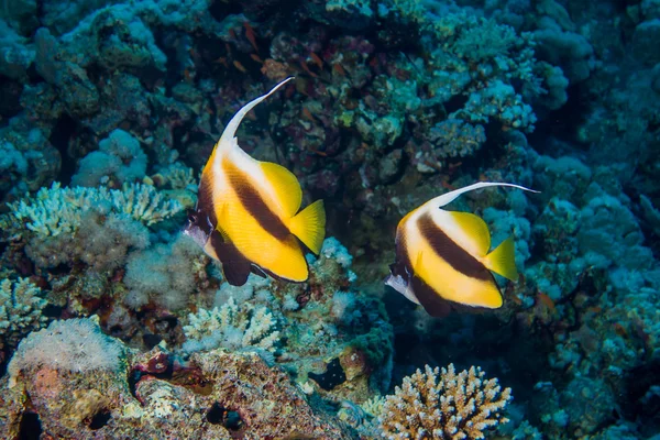 Πολύχρωμα ψάρια και τα κοράλια στον ύφαλο στην Ερυθρά θάλασσα — Φωτογραφία Αρχείου