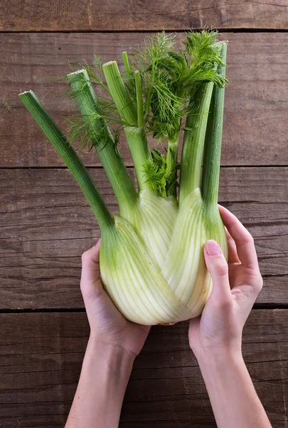 Hands holding fennel bulb — Stock Photo, Image