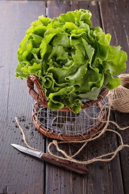 Rustik arka plan üzerinde metal bir sepet içinde tereyağı marul