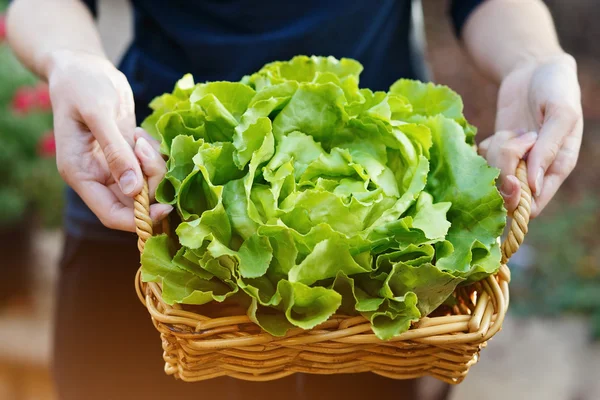 Руки держат корзину с органическим салатом масла — стоковое фото