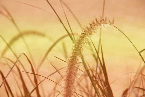 Flor de grama em foco suave com efeito gradiente tom laranja — Fotografia de Stock