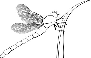 stilize yırtıcı böcek yusufçuk beyaz izole