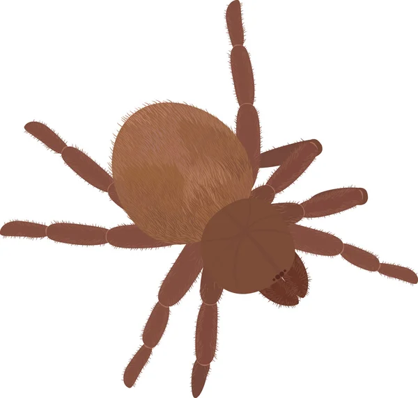 大きな茶色のふわふわクモのタランチュラは、白で隔離 — ストックベクタ