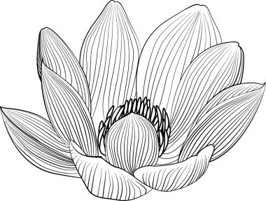 Lineart lotus çiçek hat illüstrasyon. Siyah ve beyaz çiçek vektör arka plan