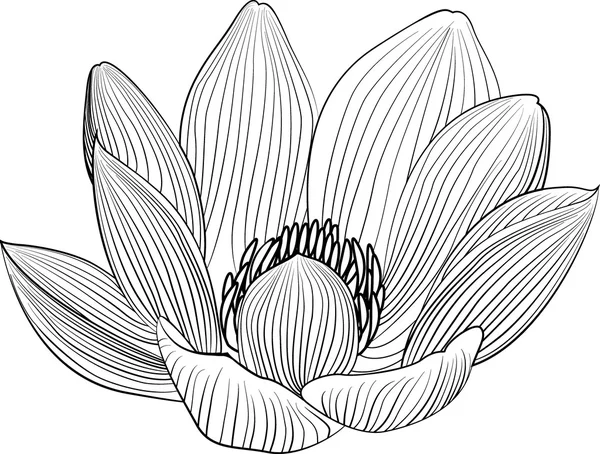 Lineart lotus çiçek hat illüstrasyon. Siyah ve beyaz çiçek vektör arka plan