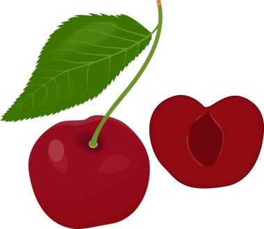Yapraklı olgun kırmızı kiraz meyveleri. Vektör