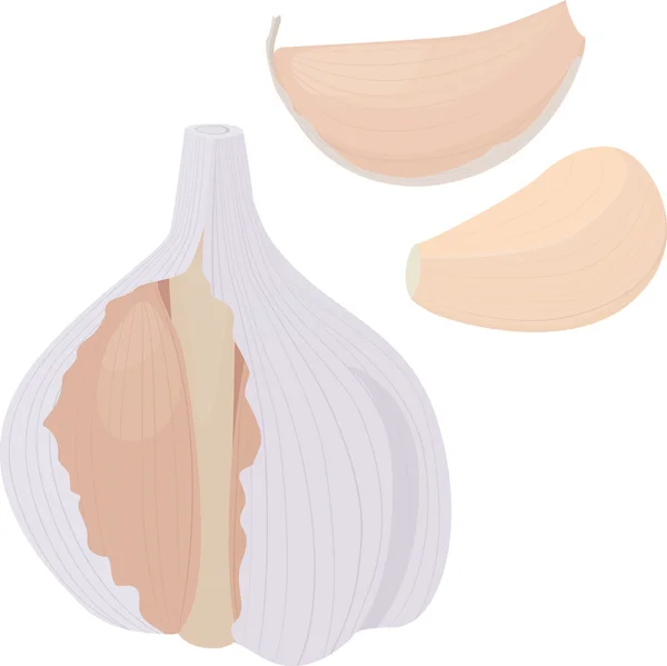 Garlic and  bulb on white background. vector illustration — Stock Vector