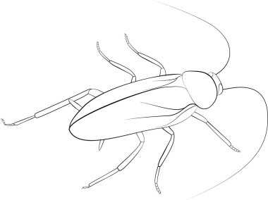 Hamam böceği kroki siyah monohrome renk beyaz arka plan üzerinde izole