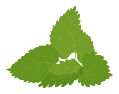 Beyaz arka planda izole edilmiş vektör yeşil nane yaprakları. Bitkisel aromatik bitki