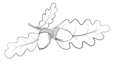 Meşe yaprakları ve meşe palamudu siyah çizgileri beyaza izole edilmiş. El çizimi eskiz. Vektör tek renkli illüstrasyon.