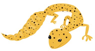 Eublepharis macularius. Çizgi film sarı leopar kertenkelesi. Sürüngen vektör çizimi beyaz arkaplanda izole edildi.