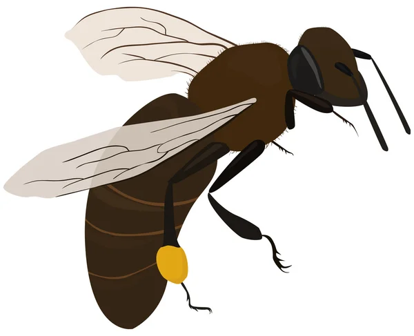 Bee in vlieg — Stockvector