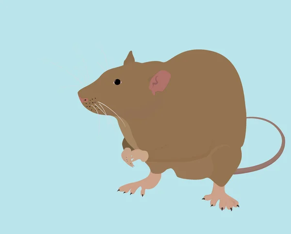 布朗大鼠 — 图库矢量图片