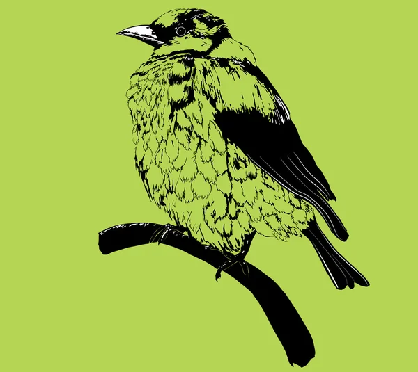 Moineau — Image vectorielle