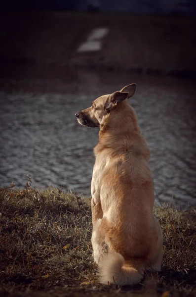 O cão senta-se na água — Fotografia de Stock