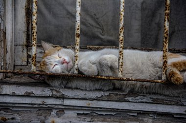 Pencerenin önünde uyuklayan tembel kedi
