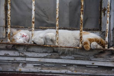 Pencerenin önünde uyuklayan tembel kedi