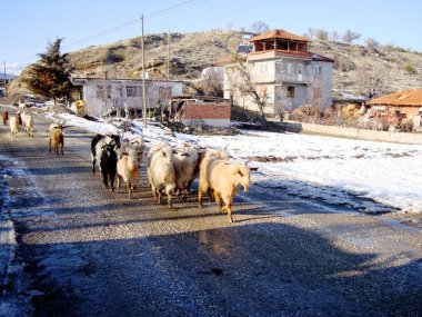 Kış keçi sürüsü Soğuk hava