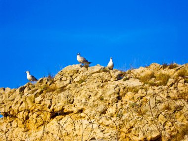     Erik dalı yeşil yapraklar Bahar ağacı yeşil erikler                         