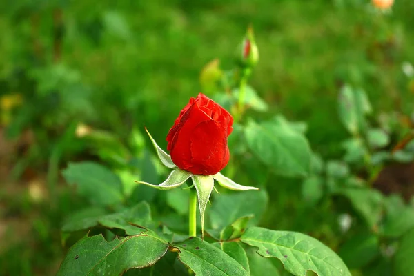 シングル緋色の赤の庭で クローズアップ上昇した 吹かれない花芽 — ストック写真