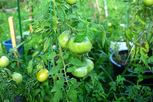 Groene Onrijpe Tomaten Tuin Het Kweken Van Een Tomaat — Stockfoto