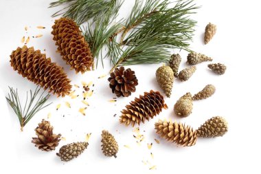 Beyaz arka planda çam kozalakları tohumları ve yeşil ladin dalları.