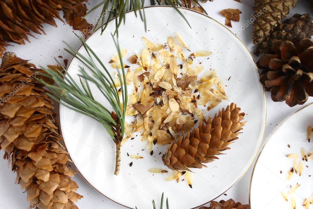 Cones seeds and green spruce branches on a plate.
