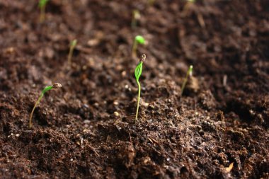 Toprakta küçük bir çam filizi yetişiyor..