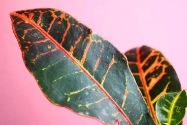 Pembe arkaplandaki bahçe croton yaprağı.