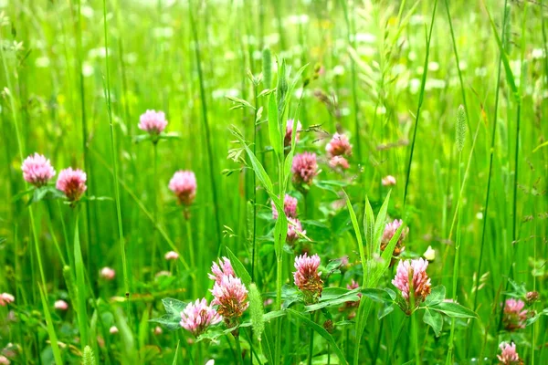 On the lawn there is red pink clover, wildflowers and green grass. Summer sunny day.