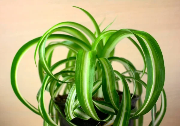 Flor Interior Verde Chlorophytum Una Olla Planta Maceta — Foto de Stock