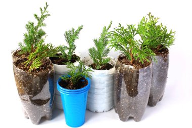 Rooting of branches of coniferous and juniper trees in containers made of cut plastic bottles from under drinking water, on a white background. Spruce cuttings. clipart